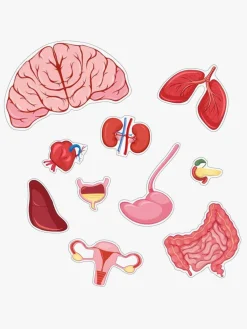 Spil & Puslespil|Lærerig Leg|BarboToys Barbo Toys Body Puslespil Pige 36 Brikker Lyserød