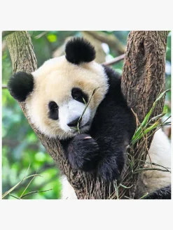 Ravensburger Spil & Puslespil-Puslespil Panda, Lion and Tiger 3x49 Brikker