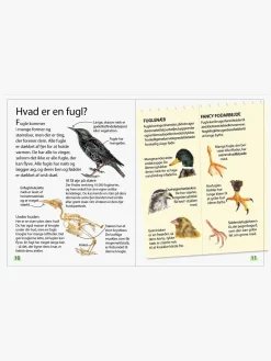 Bøger|GlobeForlaget Ud i naturen - Fugle